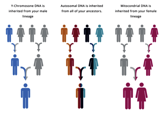 Living DNA for upload