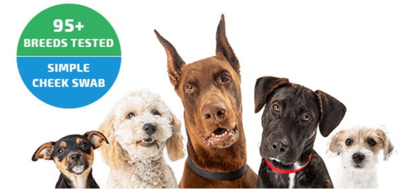 EasyDNA Dog Testing Ad Banner That Says "95+ Breeds" and "Simple Cheek Swab"