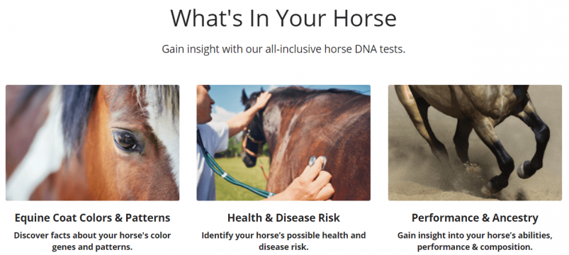 Etalon Diagnostics Webpage - Gain Insight with All-Inclusive Horse DNA Tests