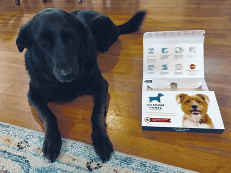 Wisdom Panel Dog DNA Test