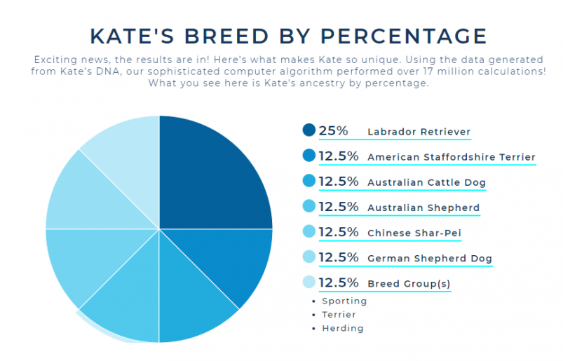 Border Collie Facts - Wisdom Panel™ Dog Breeds