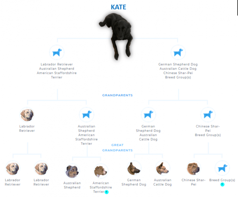 Wisdom Panel Dog DNA Test Family Tree Results