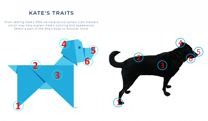 Wisdom Panel Traits Report example, and comparison to the real dog