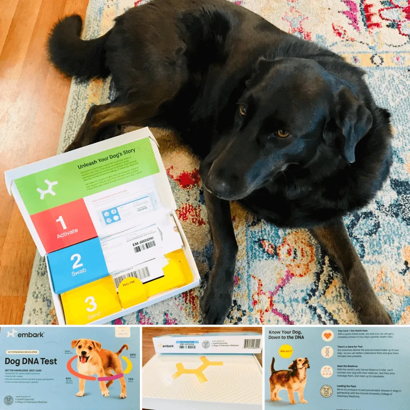 Embark Dog Dna Reviews 2024 callski