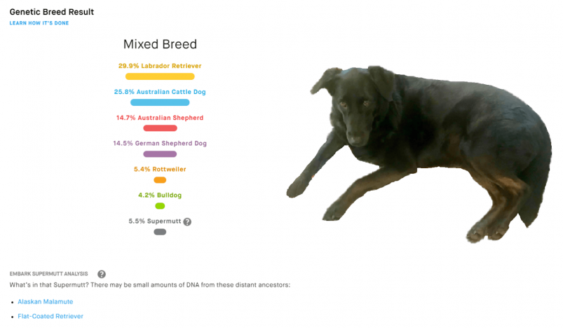 Embark's dog breed DNA test results