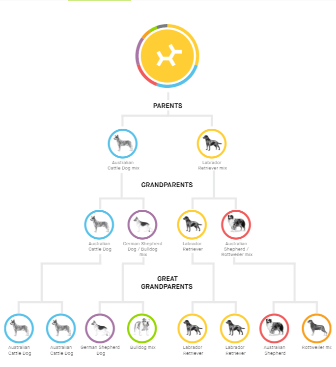 Example of Embark canine family tree