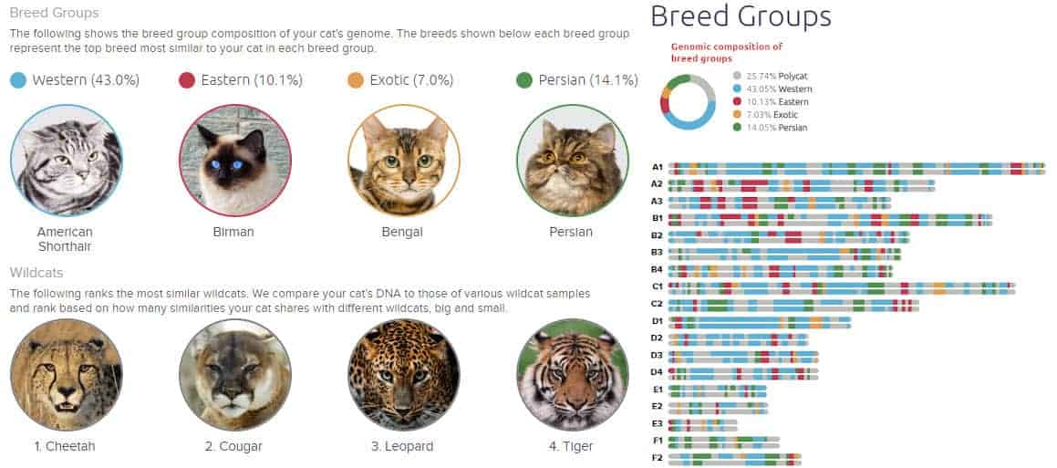 basepaws breed profile