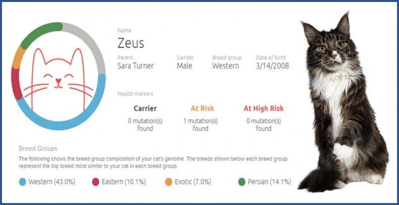 Cat with Basepaws test results report