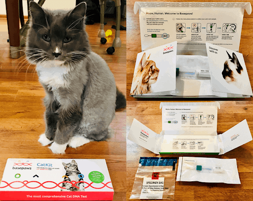 Cat with Basepaws Cat DNA Test Kit Contents