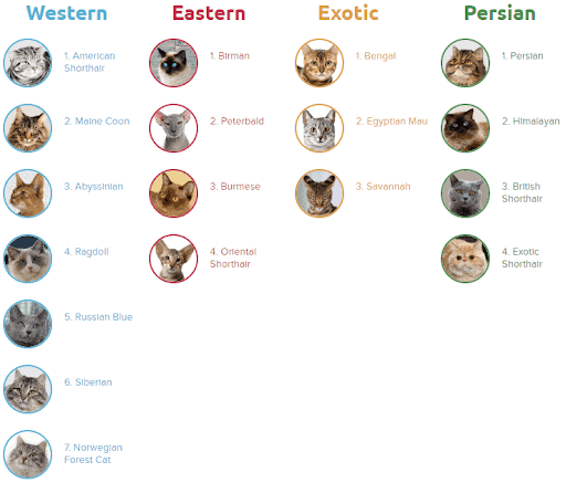 Basepaws Cat Breed DNA test results.