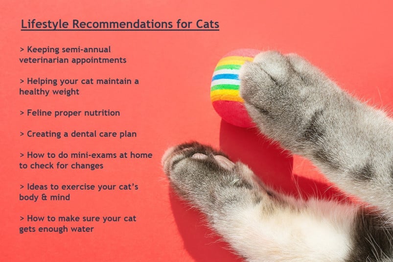 Lifestyle recommendations for cats