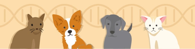 EMBARK Breed Identification & Health Condition Identification DNA Test for  Dogs 