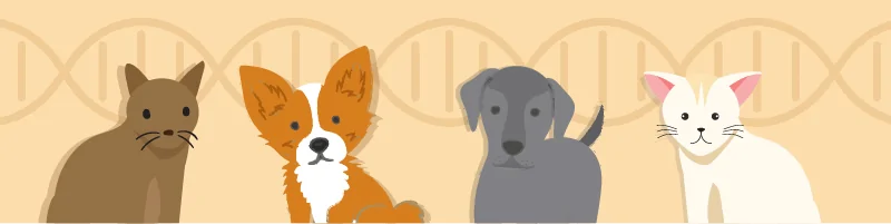 dog dna black friday