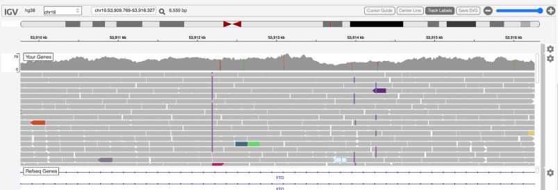 Gene FTO on chromosome 16 - magnified