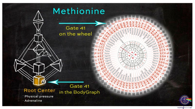 Methionine in human design
