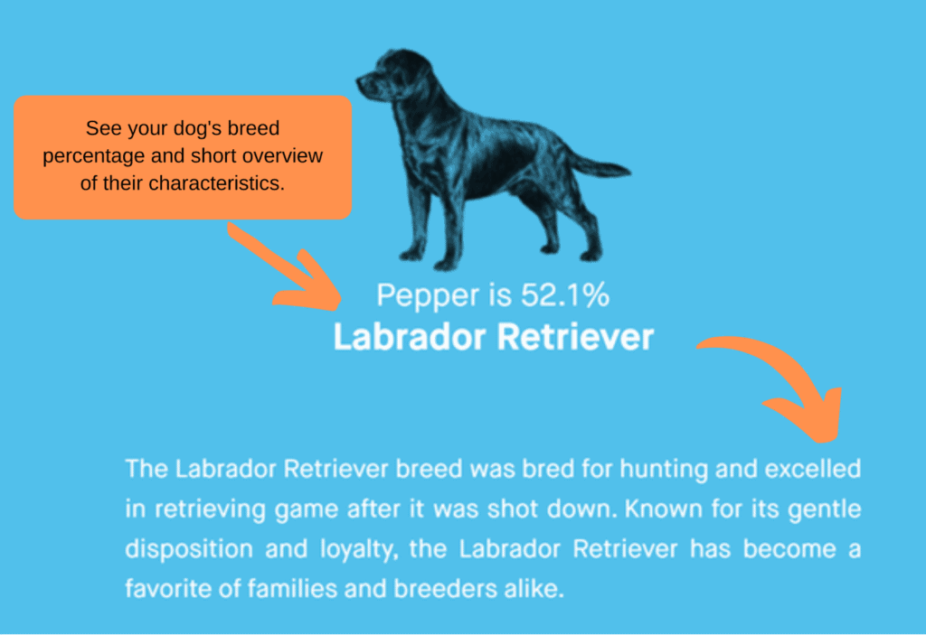 Embark dog breed overview