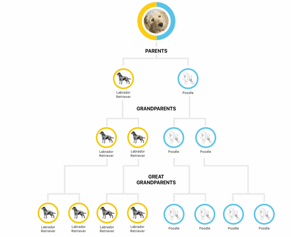 Embark Dog Family Tree