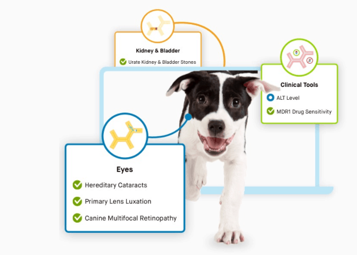 Embark screens for 200+ health conditions