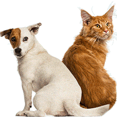 The Best DNA Tests For Pets In May 2025